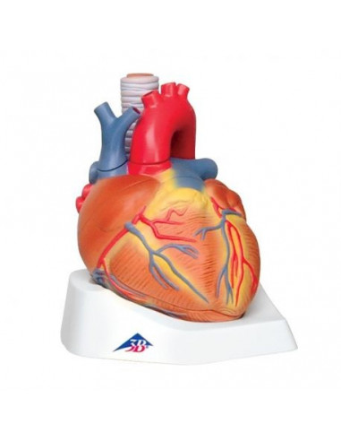 3B Scientific, Modello di cuore scomponibile in 7 parti VD253