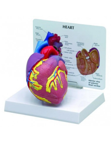 Modello di cuore didattico scomponibile in 2 parti 3B Scientific 1019529