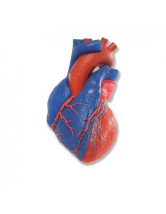 Modello anatomico di cuore,...