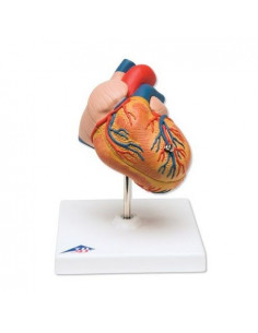 3B Scientific, cuore,...