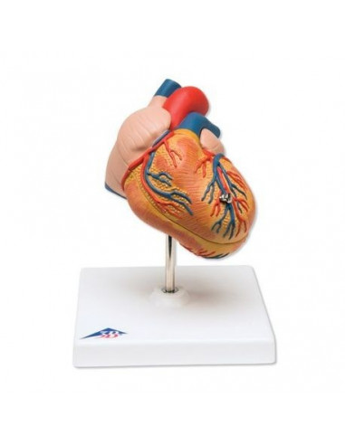 3B Scientific, cuore, modello classico con ipertrofia ventricolare sinistra, in 2 parti G04