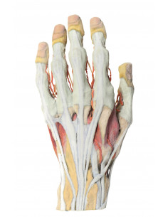 Dissection de la main Erler...