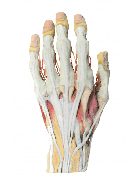 Dissection de la main Erler Zimmer MP1530